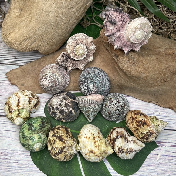 13 Assorted Turbo / Top / Delphinium Seashells Hermit Crabs Changing Nautical - Picture 12 of 12